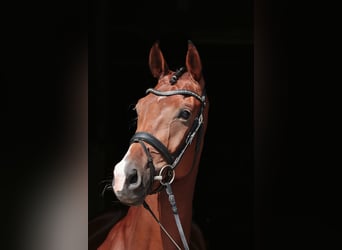 Deutsches Reitpferd, Stute, 5 Jahre, 169 cm, Dunkelbrauner