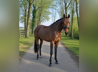Deutsches Reitpferd, Stute, 5 Jahre, 170 cm, Brauner