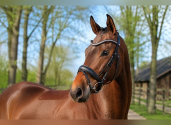 Deutsches Reitpferd, Stute, 5 Jahre, 170 cm, Brauner