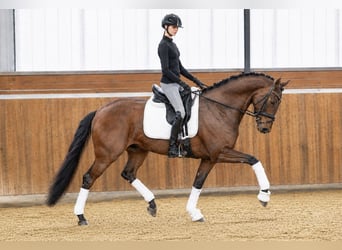 Deutsches Reitpferd, Stute, 5 Jahre, 170 cm, Brauner