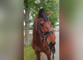 Deutsches Reitpferd, Stute, 5 Jahre, 171 cm, Brauner