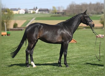 Deutsches Reitpferd, Stute, 5 Jahre, 171 cm, Dunkelbrauner