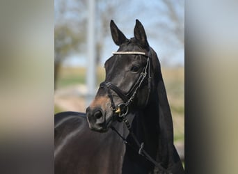 Deutsches Reitpferd, Stute, 5 Jahre, 171 cm, Dunkelbrauner