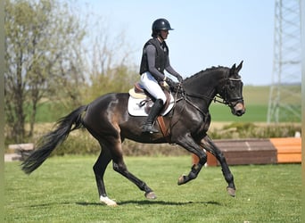Deutsches Reitpferd, Stute, 5 Jahre, 171 cm, Dunkelbrauner