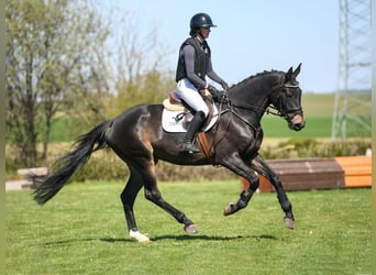 Deutsches Reitpferd, Stute, 5 Jahre, 171 cm, Dunkelbrauner