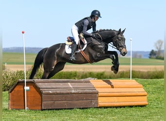 Deutsches Reitpferd, Stute, 5 Jahre, 171 cm, Dunkelbrauner