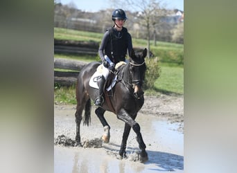 Deutsches Reitpferd, Stute, 5 Jahre, 171 cm, Dunkelbrauner
