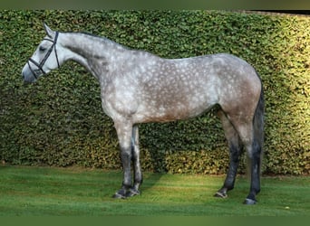 Deutsches Reitpferd, Stute, 5 Jahre, 172 cm, Apfelschimmel