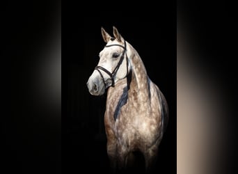 Deutsches Reitpferd, Stute, 5 Jahre, 172 cm, Apfelschimmel