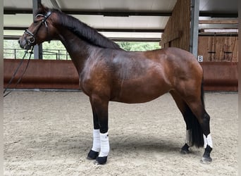 Deutsches Reitpferd, Stute, 5 Jahre, 172 cm, Dunkelbrauner