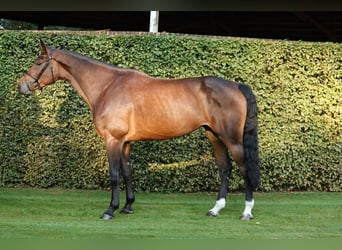 Deutsches Reitpferd, Stute, 5 Jahre, 172 cm, Dunkelbrauner