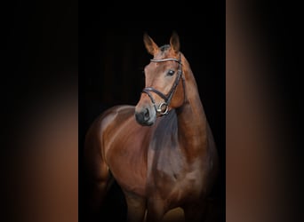 Deutsches Reitpferd, Stute, 5 Jahre, 172 cm, Dunkelbrauner