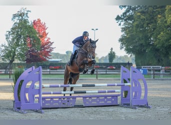 Deutsches Reitpferd, Stute, 5 Jahre, 172 cm, Dunkelbrauner