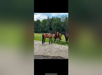 Deutsches Reitpferd, Stute, 5 Jahre, 177 cm, Brauner