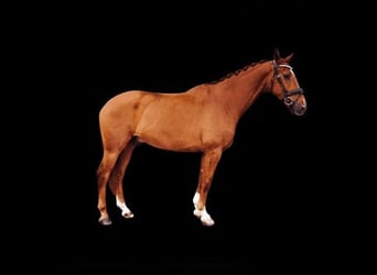 Deutsches Reitpferd Mix, Stute, 5 Jahre, 91 cm, Hellbrauner