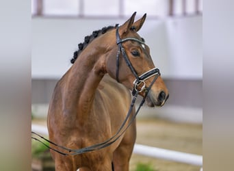 Deutsches Reitpferd, Stute, 5 Jahre