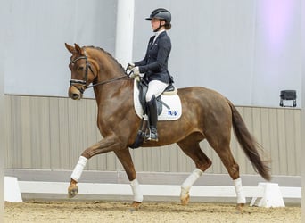 Deutsches Reitpferd, Stute, 5 Jahre, Fuchs