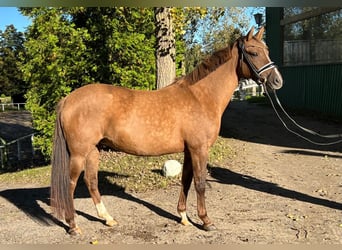 Deutsches Reitpferd, Stute, 6 Jahre, 147 cm, Fuchs