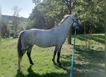 Deutsches Reitpferd, Stute, 6 Jahre, 148 cm, Schimmel