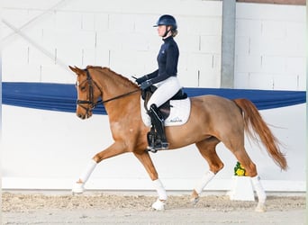 Deutsches Reitpferd, Stute, 6 Jahre, 155 cm, Fuchs