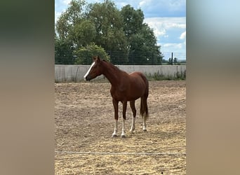 Deutsches Reitpferd, Stute, 6 Jahre, 155 cm, Fuchs