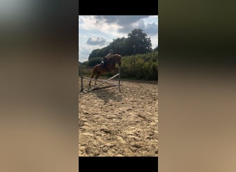 Deutsches Reitpferd, Stute, 6 Jahre, 157 cm, Fuchs