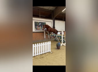 Deutsches Reitpferd, Stute, 6 Jahre, 157 cm, Fuchs