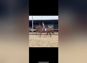 Deutsches Reitpferd, Stute, 6 Jahre, 157 cm, Fuchs