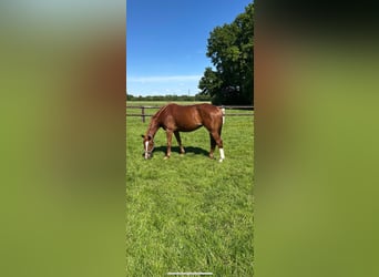 Deutsches Reitpferd, Stute, 6 Jahre, 157 cm, Fuchs
