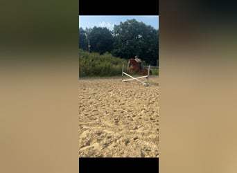 Deutsches Reitpferd, Stute, 6 Jahre, 157 cm, Fuchs