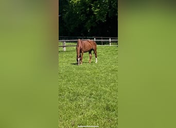 Deutsches Reitpferd, Stute, 6 Jahre, 157 cm, Fuchs