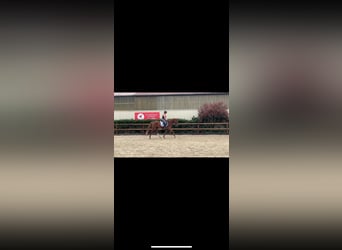 Deutsches Reitpferd, Stute, 6 Jahre, 157 cm, Fuchs