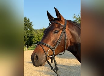 Deutsches Reitpferd, Stute, 6 Jahre, 160 cm, Dunkelbrauner