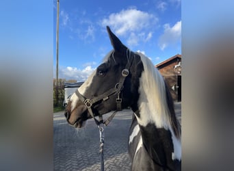 Deutsches Reitpferd, Stute, 6 Jahre, 160 cm, Schecke