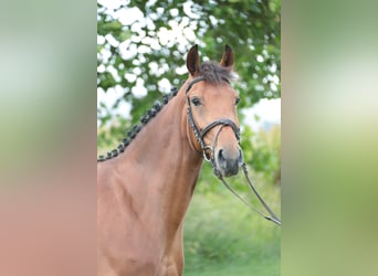 Deutsches Reitpferd, Stute, 6 Jahre, 163 cm, Brauner