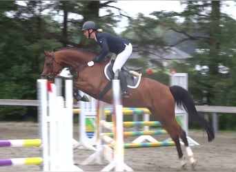 Deutsches Reitpferd, Stute, 6 Jahre, 164 cm, Brauner