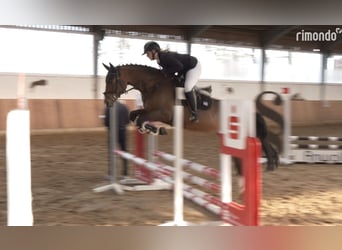 Deutsches Reitpferd, Stute, 6 Jahre, 164 cm, Brauner