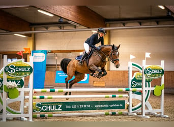 Deutsches Reitpferd, Stute, 6 Jahre, 164 cm, Brauner