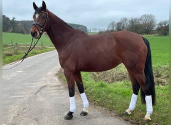 Deutsches Reitpferd, Stute, 6 Jahre, 164 cm, Hellbrauner