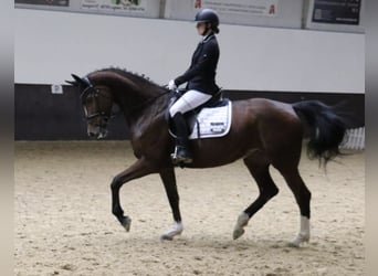 Deutsches Reitpferd, Stute, 6 Jahre, 165 cm, Brauner