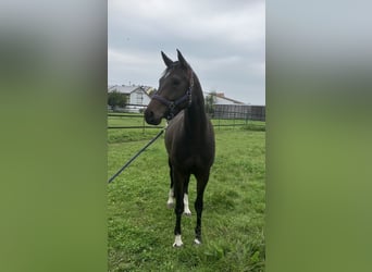 Deutsches Reitpferd, Stute, 6 Jahre, 165 cm, Dunkelbrauner