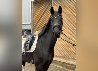 Deutsches Reitpferd, Stute, 6 Jahre, 165 cm, Rappe