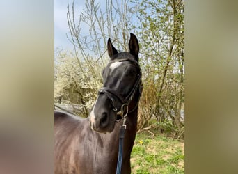Deutsches Reitpferd, Stute, 6 Jahre, 165 cm, Rappe
