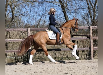 Deutsches Reitpferd, Stute, 6 Jahre, 166 cm, Fuchs