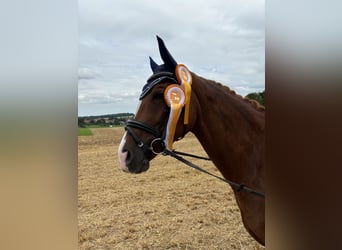 Deutsches Reitpferd, Stute, 6 Jahre, 166 cm, Fuchs