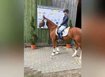 Deutsches Reitpferd, Stute, 6 Jahre, 166 cm, Fuchs