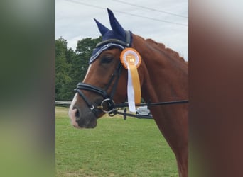 Deutsches Reitpferd, Stute, 6 Jahre, 166 cm, Fuchs