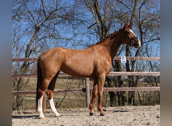 Deutsches Reitpferd, Stute, 6 Jahre, 166 cm, Fuchs