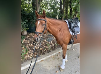 Deutsches Reitpferd Mix, Stute, 6 Jahre, 166 cm, Fuchs