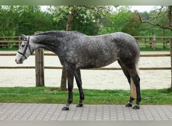 Deutsches Reitpferd, Stute, 6 Jahre, 167 cm, Apfelschimmel